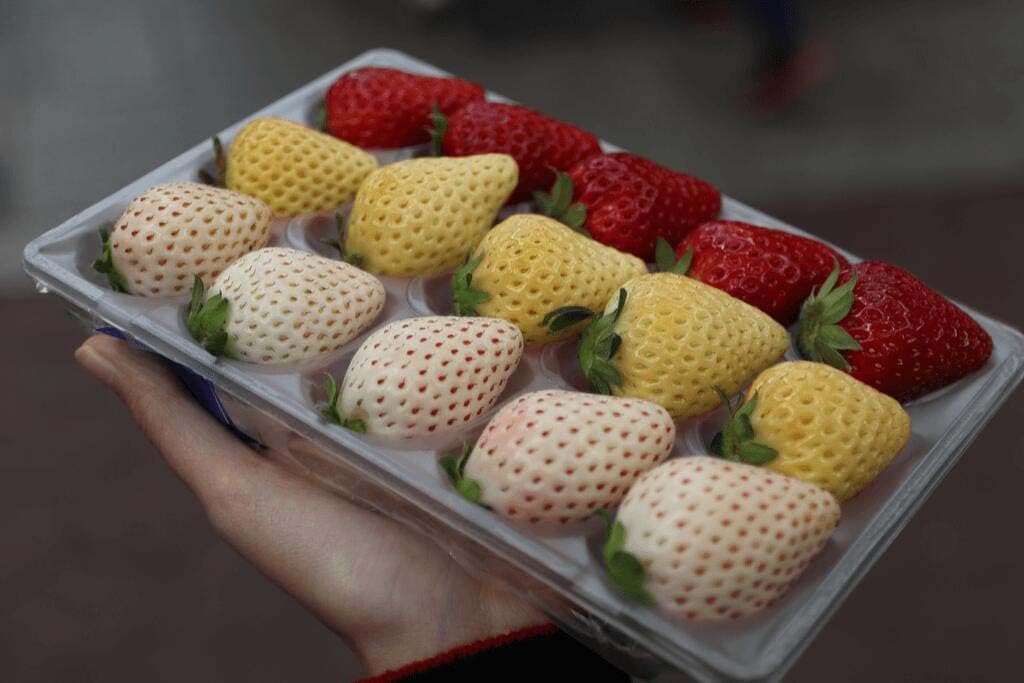 Strawberry Fragaria × ananassa Fruit Seeds for Planting