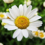 Chrysanthemum paludosum white flower seeds for summer garden planting