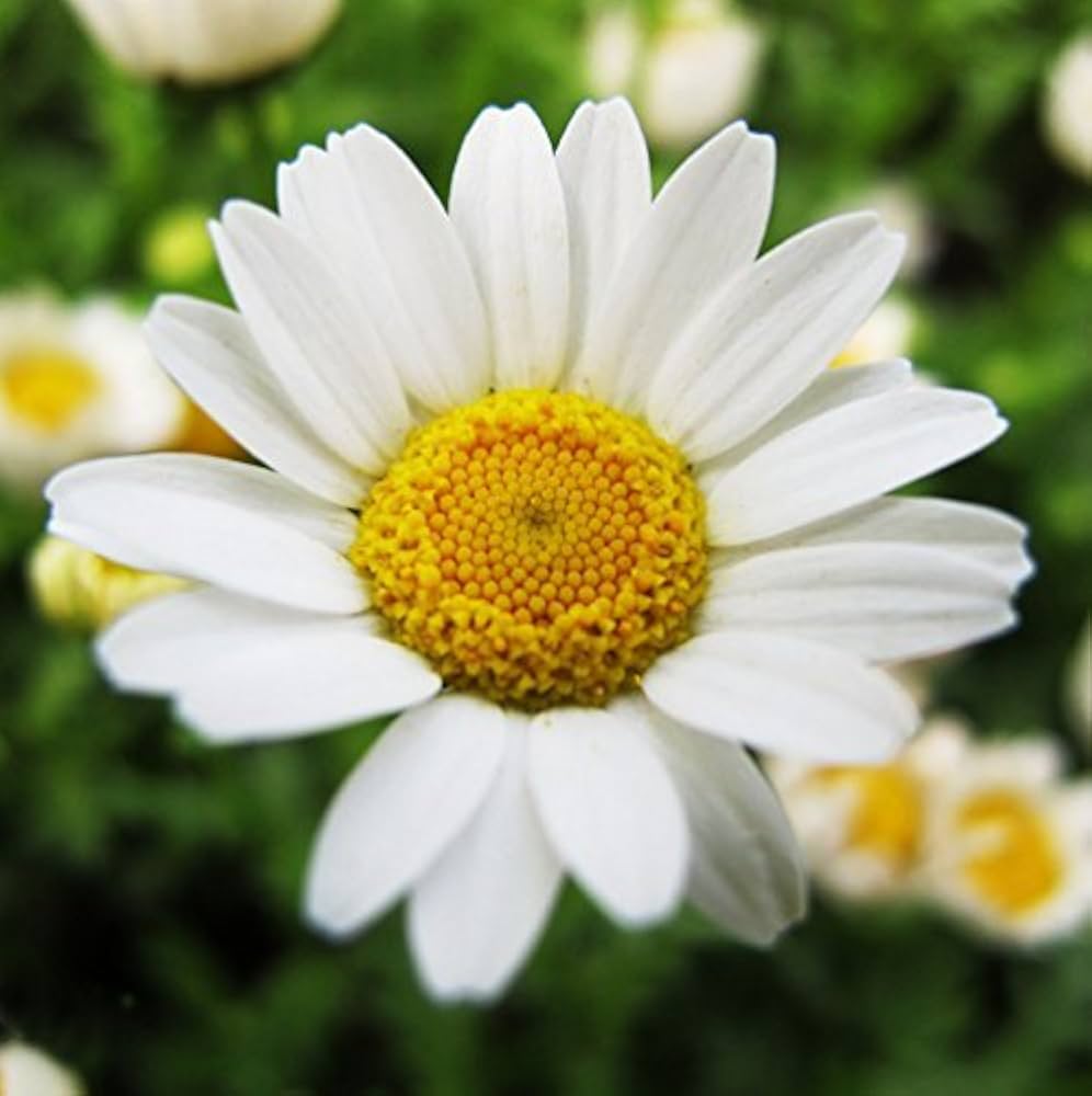 Chrysanthemum paludosum white flower seeds for summer garden planting