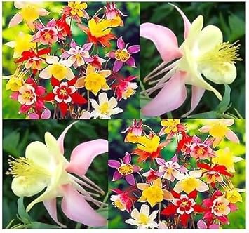 Mixed Columbine Flower Heirloom Non Gmo Image