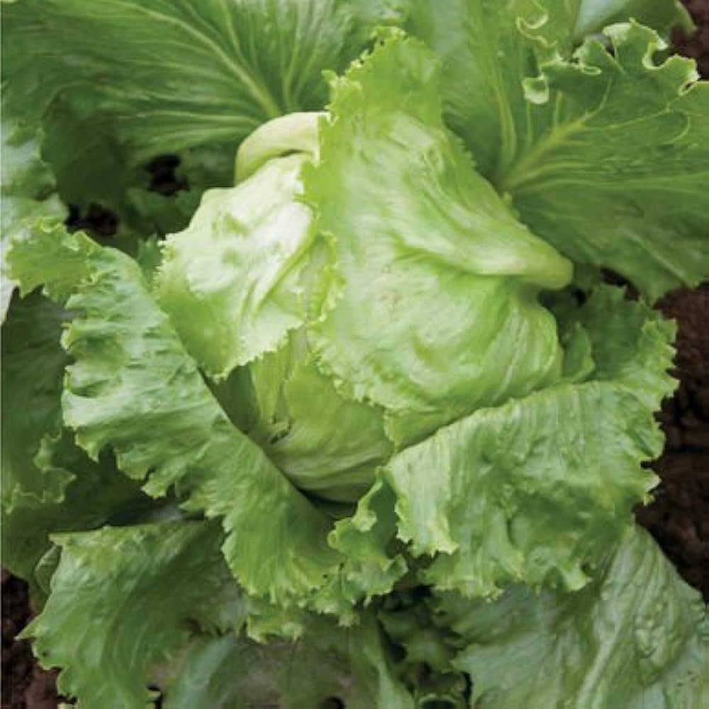 Bronze Guard Leaf Lettuce Seeds,