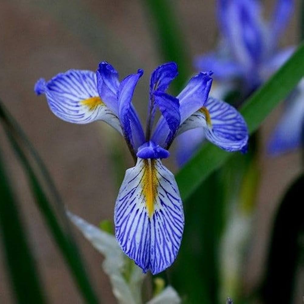 Wild Blue Iris Seeds