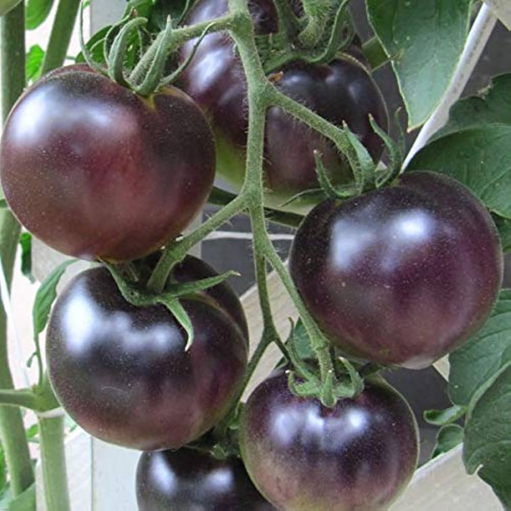 Black Cherry Tomato (Solanum lycopersicum) seeds for planting in home garden