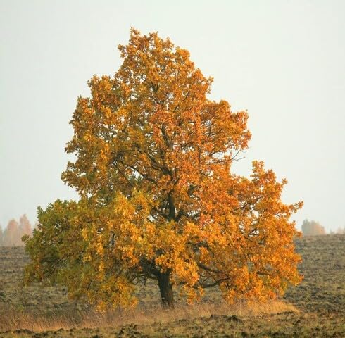 Yellow Oak Tree - Heirloom, Non - Gmo Seeds