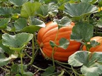 Orange Pumpkin Heirloom Non Gmo Image