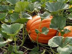 Orange Pumpkin Heirloom Non Gmo Image