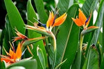 Orange Violet Strelitzia Flower Seeds for Planting - NON GMO Seeds for planting in home garden