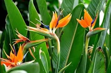 Orange Violet Strelitzia Flower Seeds for Planting - NON GMO Seeds Dhara Seeds