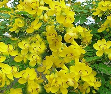 Yellow Cassia Flower Seeds for Planting, 100 pcs for planting in your garden.