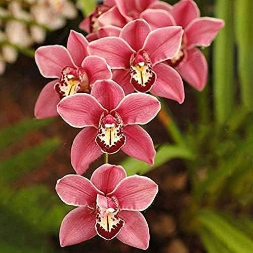 Rare Cymbidium Orchid Perennial Flower Seeds for Home Garden