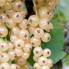 Currant Seeds for Planting