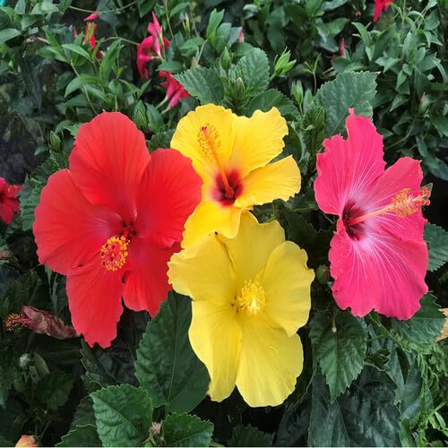 Mixed Hibiscus Flower - Heirloom, Non - Gmo Seeds