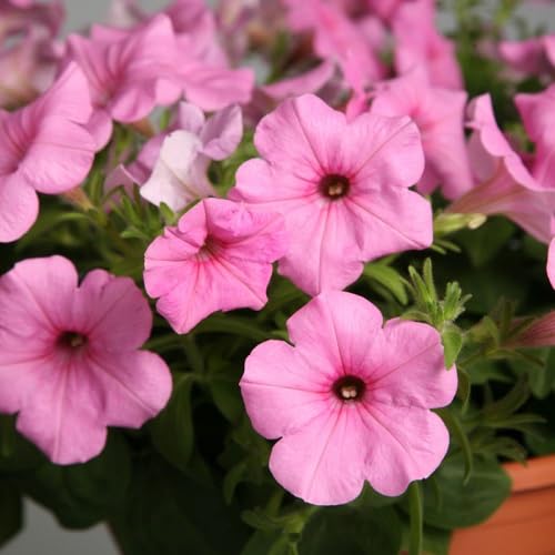 Pink Petunia Flower - Heirloom, Non - Gmo Seeds