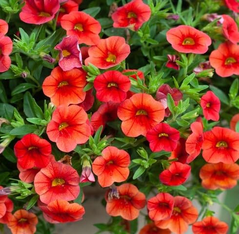 Orange Calibrachoa Flower - Heirloom, Non - Gmo Seeds