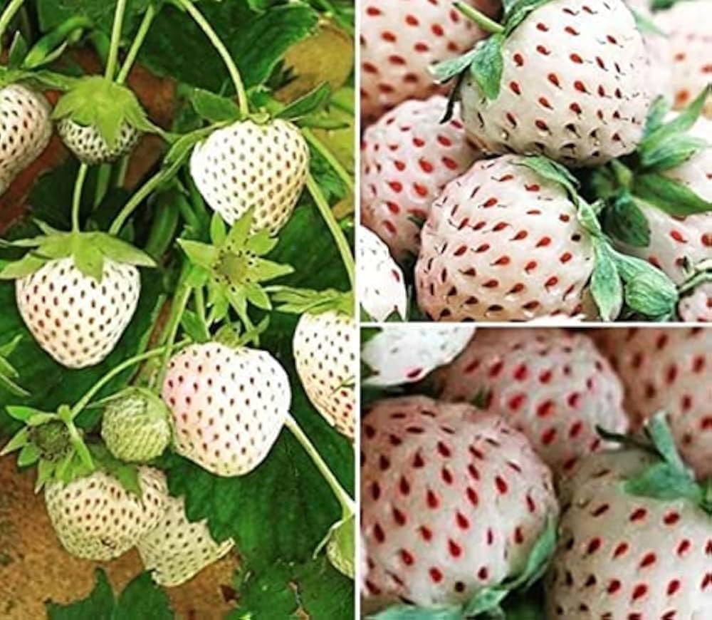 White Strawberry Seeds - pcs for Balcony Fruit Gardening & DIY Projects