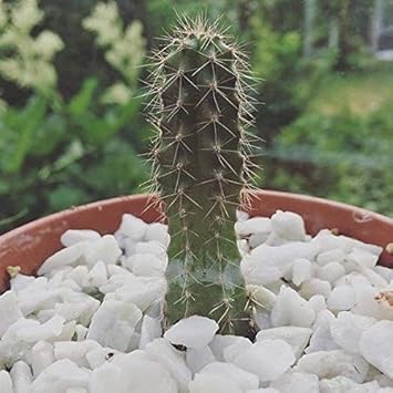 Bridgesii Trichocereus Echinopsis Lageniformis Bolivian Torch - Heirloom, Non - Gmo Seeds