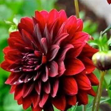 Dark Maroon Dahlia Flower Seeds for Planting – Heirloom and Non-GMO garden seeds for planting in home garden
