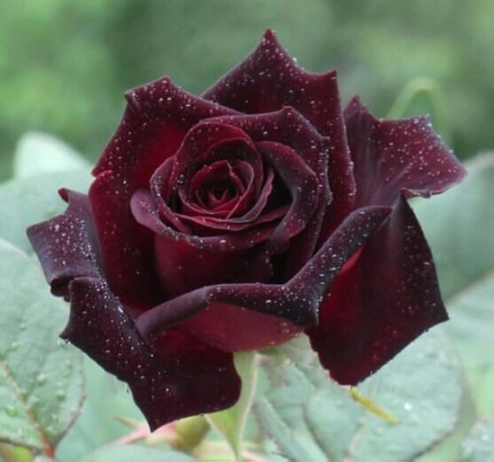 Black Pearl Rose Seeds for Planting for Flower Bed and Romantic Garden