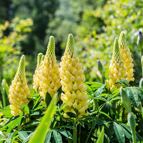 Yellow Lupine Flower