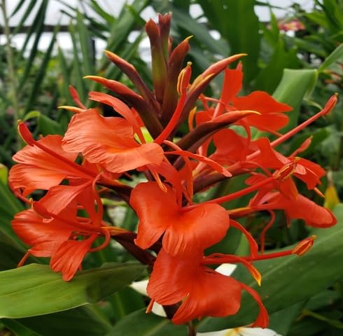 Red Hedychium Flower