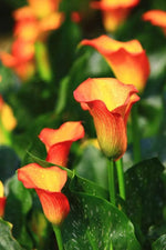 Calla Flower Seeds Red Yellow for Planting, NON GMO Seeds Dhara Seeds