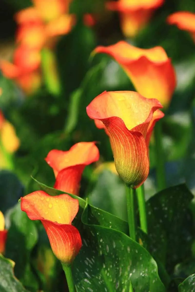 Calla Flower Seeds Red Yellow for Planting, NON GMO Seeds for planting in home garden