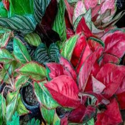 Mixed Aglaonema - Heirloom, Non - Gmo Seeds