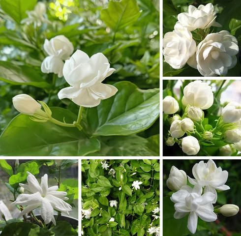 White Jasmine Flower