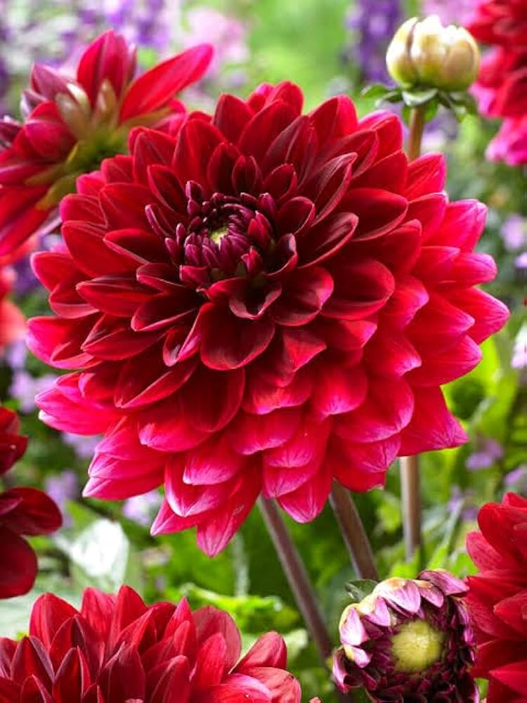 Dahlia Mignon Red Flower Seeds (+ )