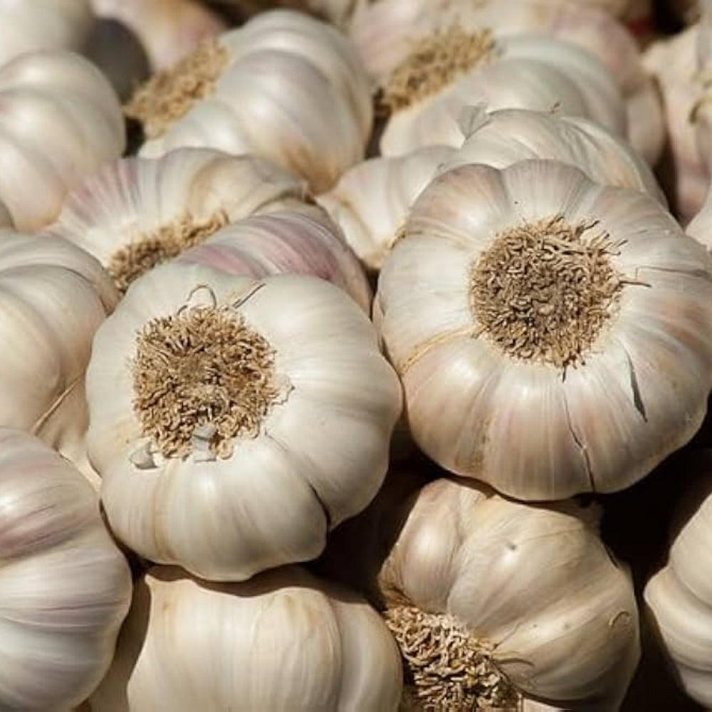 Garlic Seeds for Planting