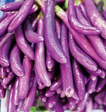 Violet Eggplant Solanum melongena seeds for planting in home garden