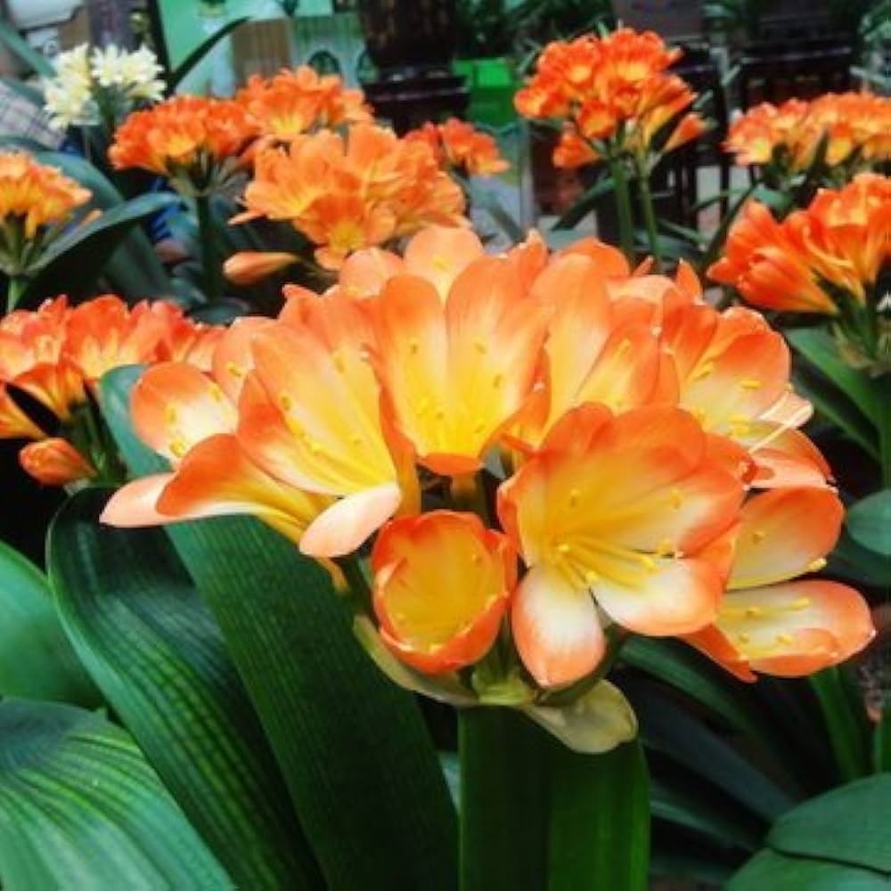 Clivia miniata Flowering Seeds For Planting in indoor pots or low-light garden areas