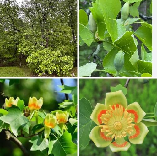 Green Liriodendron Tulipifera Tree - Heirloom, Non - Gmo Seeds