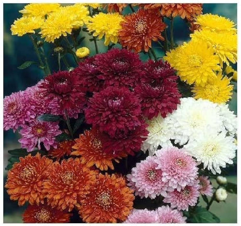 Chrysanthemum Seeds for Planting Chrysanthemum morifolium for flower beds and borders