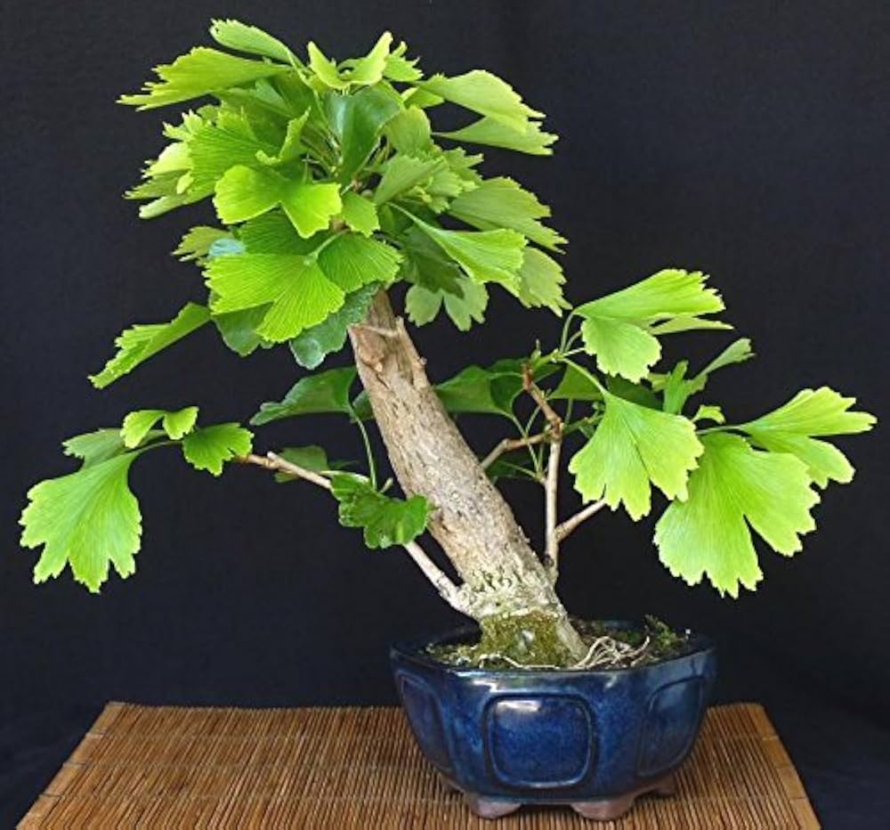Heirloom Organic Ginkgo Biloba Seeds