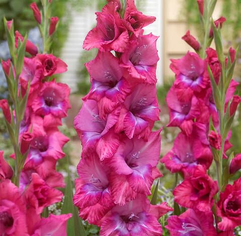 Pink Gladiolus Flower - Heirloom, Non - Gmo Seeds