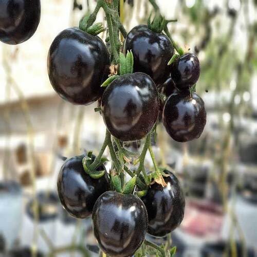 Black Tomato