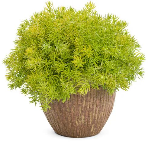 Green Sedum - Heirloom, Non - Gmo Seeds