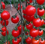 Deep Red Tomato Solanum lycopersicum seeds for garden planting