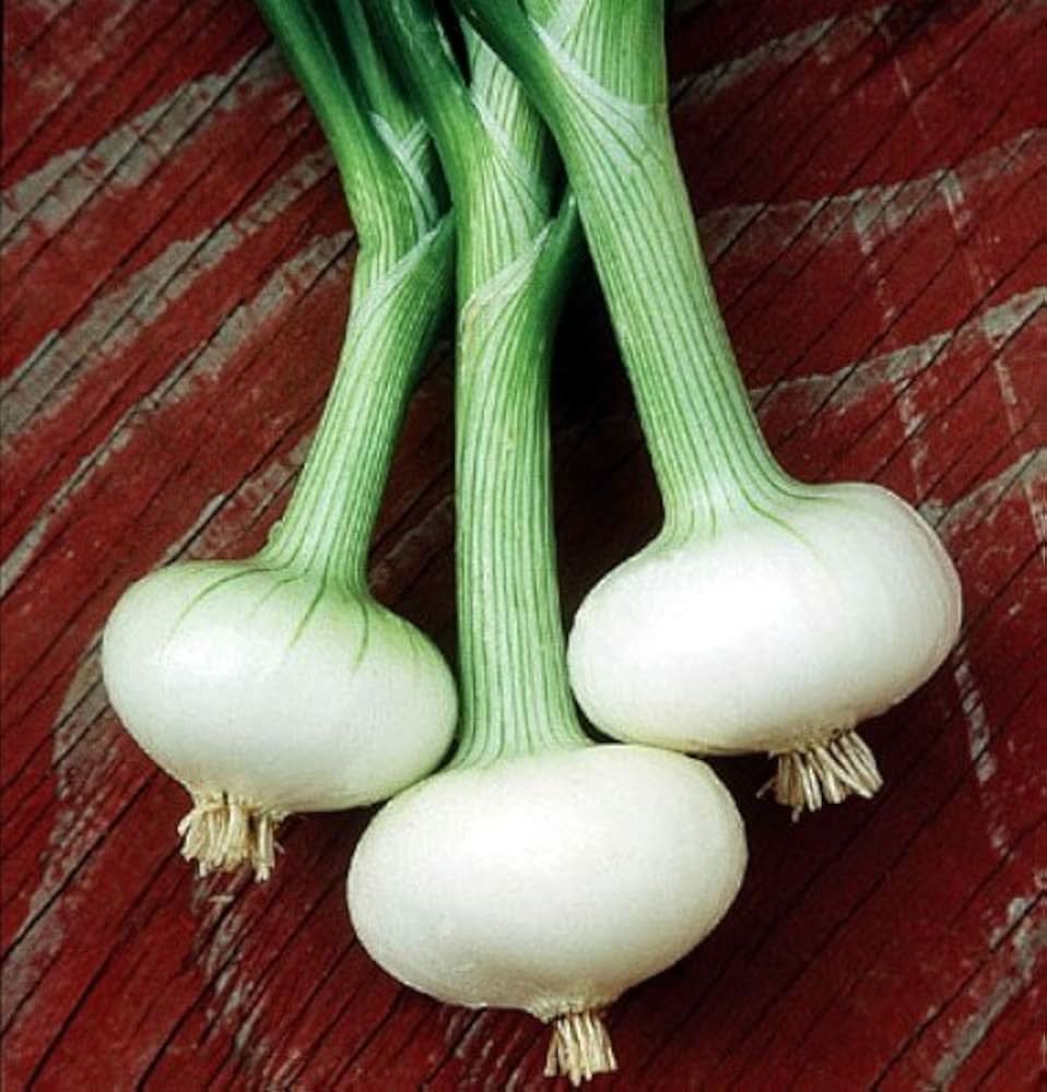 Bianca Di Maggio Onion seeds producing small, flat white onions with a sweet, mild flavor ideal for salads and Italian dishes