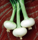 Bianca Di Maggio Onion seeds producing small, flat white onions with a sweet, mild flavor ideal for salads and Italian dishes