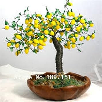 Yellow Lemon Tree - Heirloom, Non - Gmo Seeds
