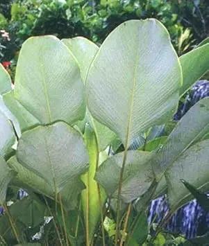 "calathea-lutea-mexican-cigar-plant-seeds-heirloom-non-gmo"

