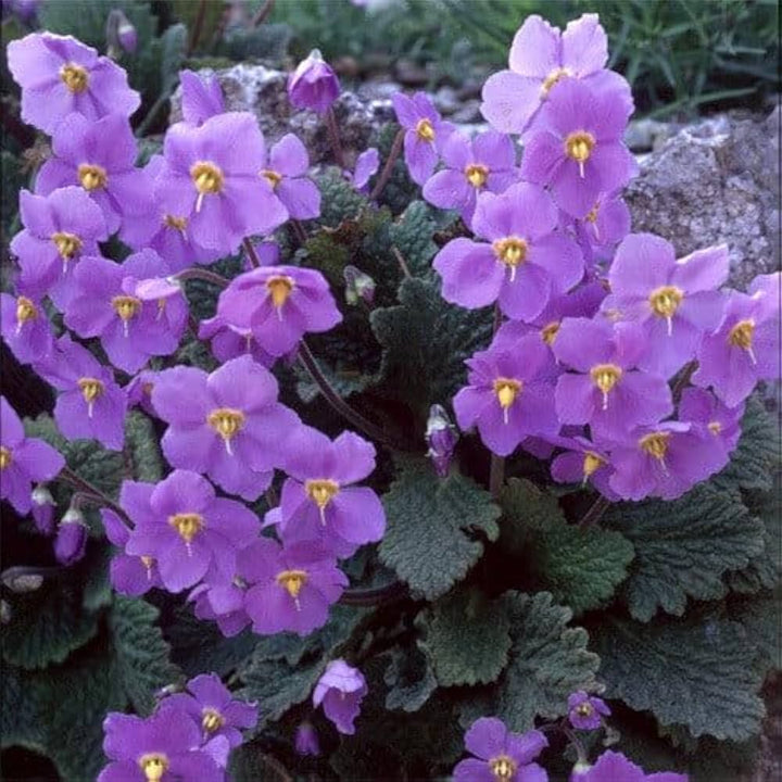 Ramonda Myconi Flower Seeds for Planting - 100 pcs