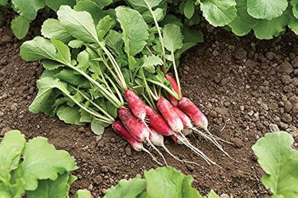 French Breakfast Radish Seeds for Planting for Vegetable Patch and Pots
