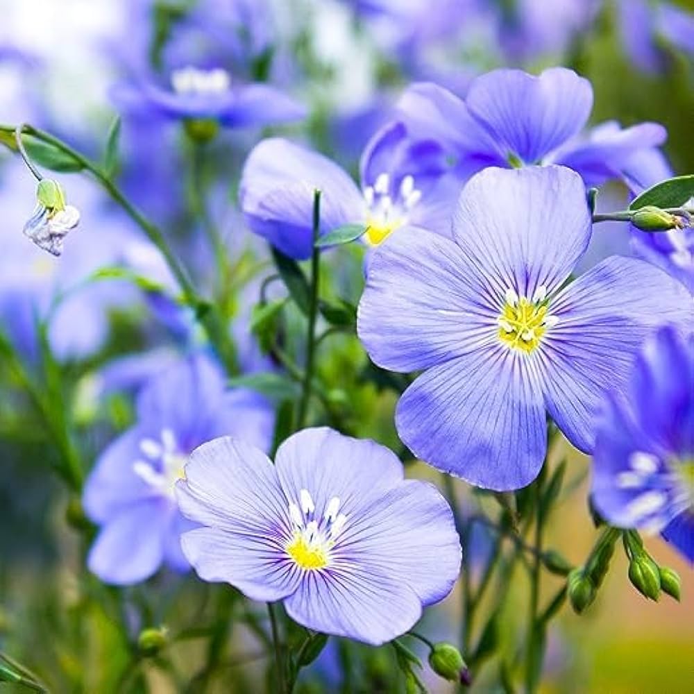 BLUE FLAX SEEDS Linum lewisii FLORIDA GROWN WILDFLOWER HERB – Heirloom, Non-GMO, High Germination Organic Garden Seeds