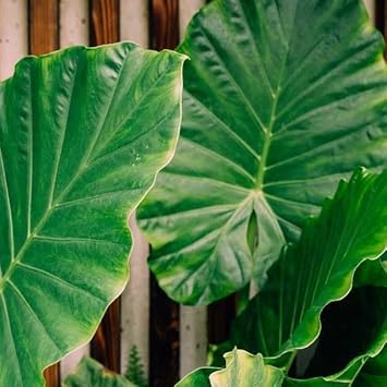 Organic Elephant's Ear Plant Seeds for Planting – Heirloom, Non-GMO