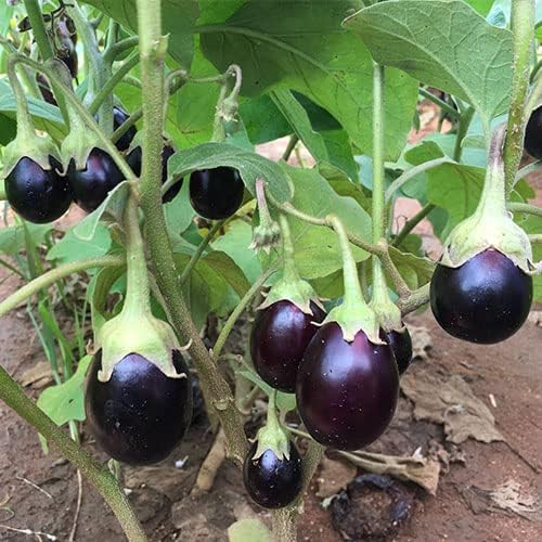 Gretel Eggplant Seeds - Pieces of Sweet Tasting Fruit for Home Garden