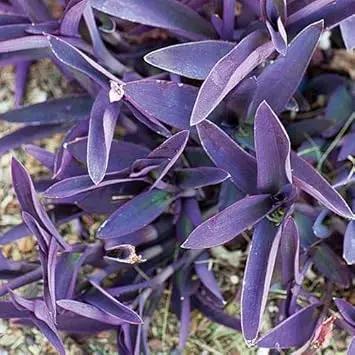 Tradescantia Pallida Plant Seeds for Planting - NON GMO Seeds Dhara Seeds
