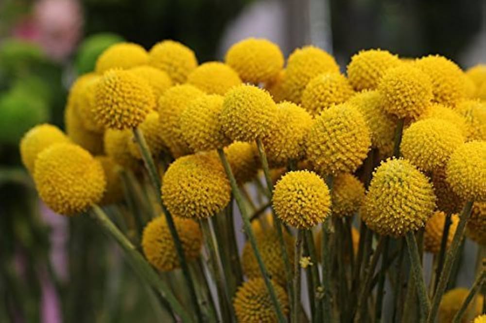 Drumstick Globosa Yellow Exotic Flower Seeds for Growbags